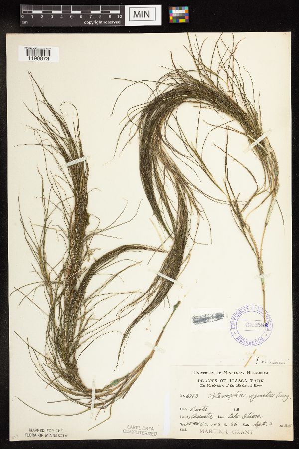 Stuckenia filiformis image