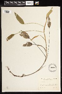 Potamogeton alpinus image