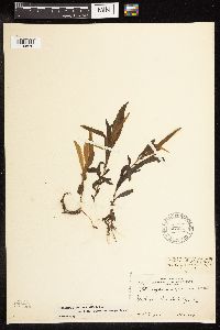 Potamogeton alpinus image