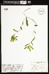 Potamogeton crispus image