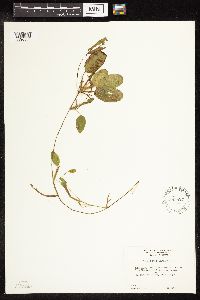 Potamogeton gramineus image