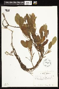 Potamogeton gramineus image