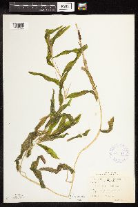 Potamogeton praelongus image
