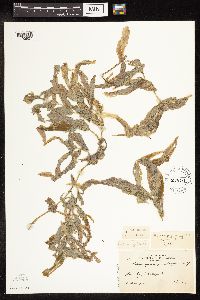 Potamogeton praelongus image