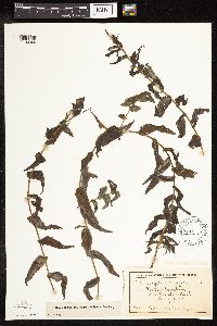 Potamogeton richardsonii image