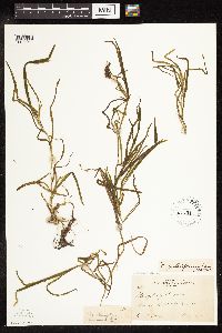 Potamogeton zosteriformis image