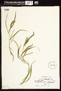 Potamogeton zosteriformis image