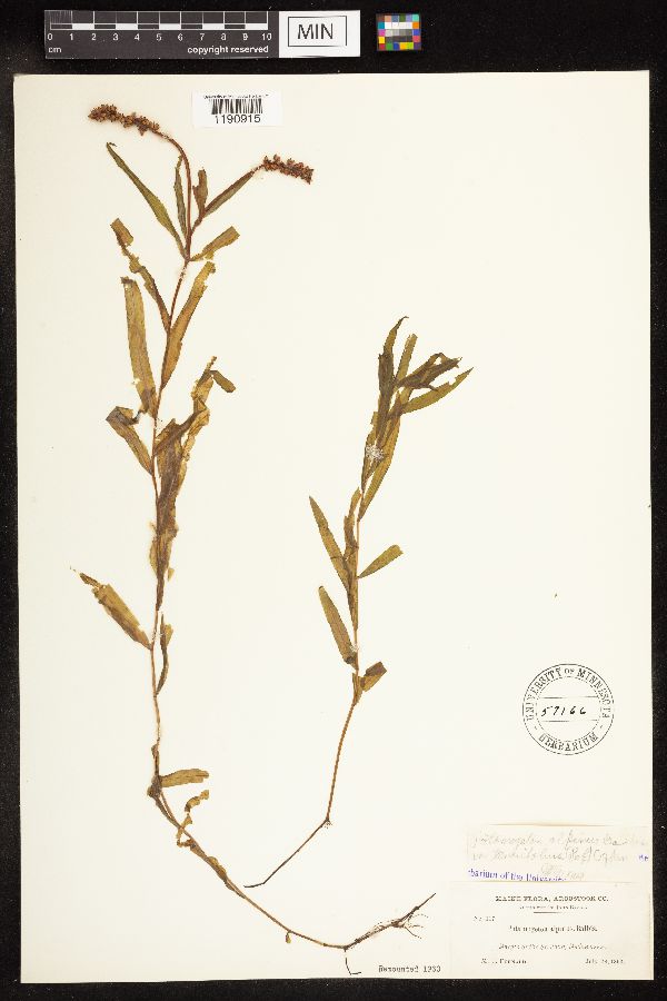 Potamogeton alpinus image