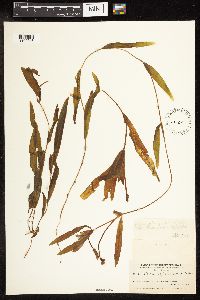 Potamogeton alpinus image