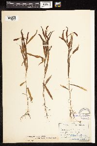 Potamogeton alpinus image