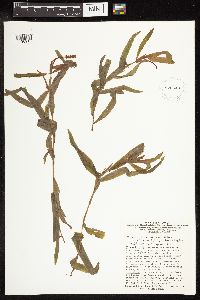 Potamogeton alpinus image