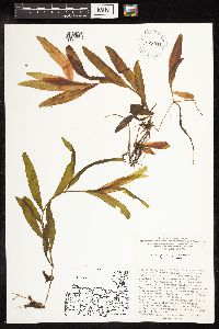 Potamogeton alpinus image