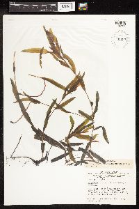 Potamogeton alpinus image