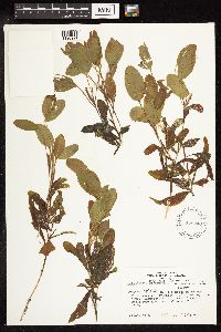 Potamogeton alpinus image