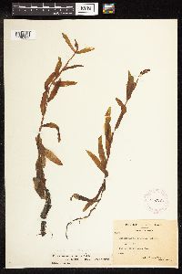 Potamogeton alpinus image