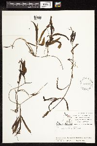 Potamogeton alpinus image