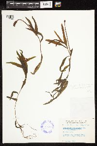 Potamogeton alpinus image