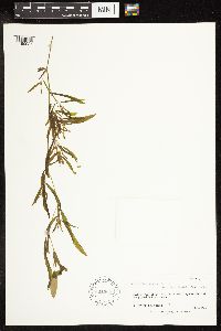 Potamogeton alpinus image