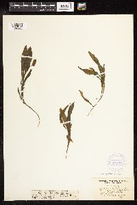 Potamogeton alpinus image