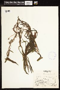 Potamogeton alpinus image