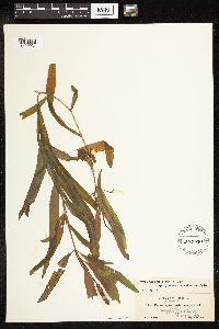 Potamogeton alpinus image