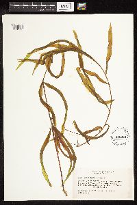 Potamogeton alpinus image
