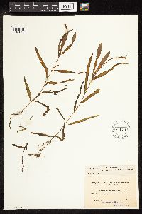 Potamogeton alpinus image