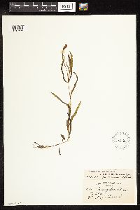 Potamogeton alpinus image