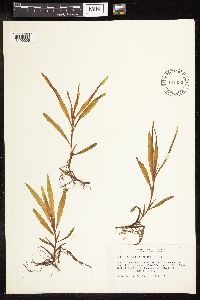 Potamogeton alpinus image