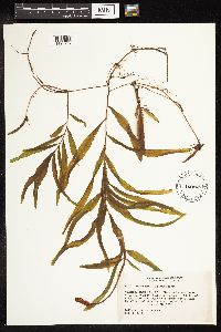 Potamogeton alpinus image