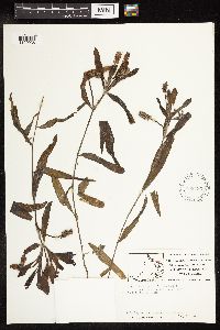 Potamogeton alpinus image