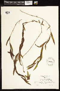 Potamogeton alpinus image