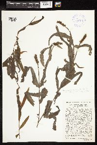 Potamogeton alpinus image