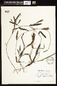 Potamogeton alpinus image