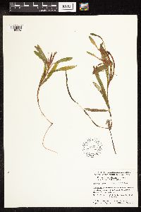 Potamogeton alpinus image