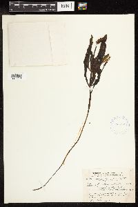 Potamogeton alpinus image