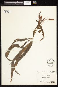 Potamogeton alpinus image