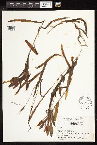 Potamogeton alpinus image