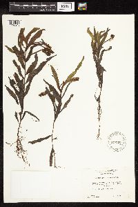 Potamogeton alpinus image