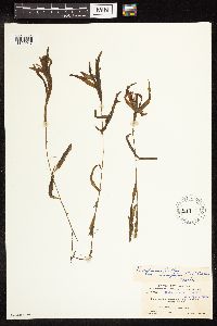 Potamogeton alpinus image