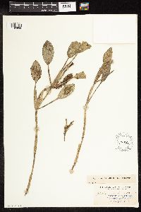 Potamogeton amplifolius image