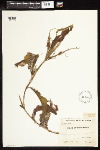 Potamogeton amplifolius image