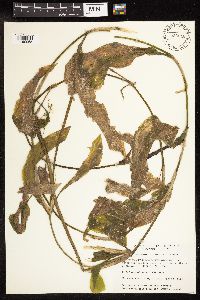 Potamogeton amplifolius image