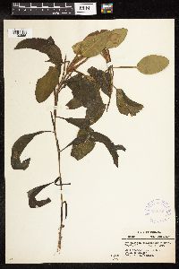 Potamogeton amplifolius image