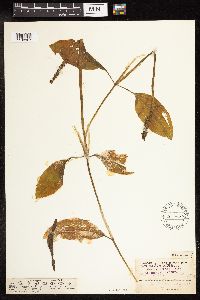 Potamogeton amplifolius image