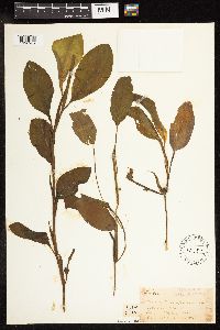 Potamogeton amplifolius image