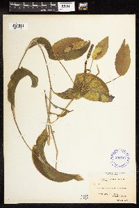 Potamogeton amplifolius image