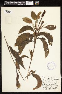 Potamogeton amplifolius image