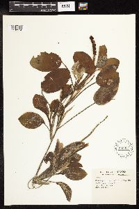 Potamogeton amplifolius image