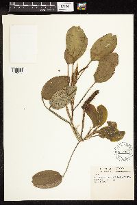 Potamogeton amplifolius image